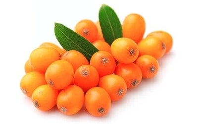 Sea Buckthorn Fruit Oil