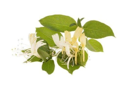Japanese Honeysuckle
