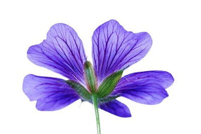 Wild Geranium