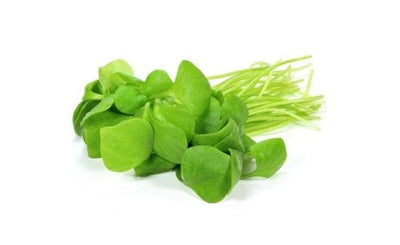 Purslane / Lactobacillus