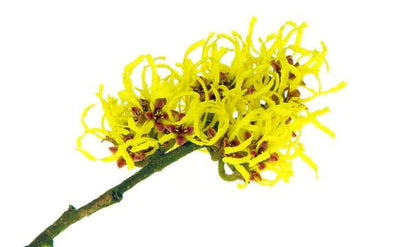 Hamamelis Virginiana Water