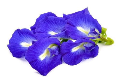 Butterfly Pea