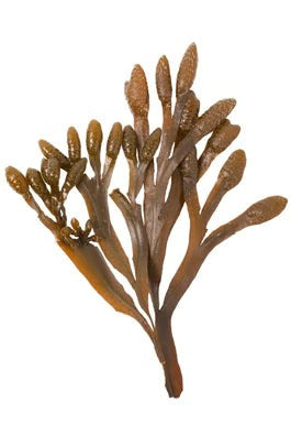 Bladderwrack