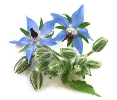 Borage