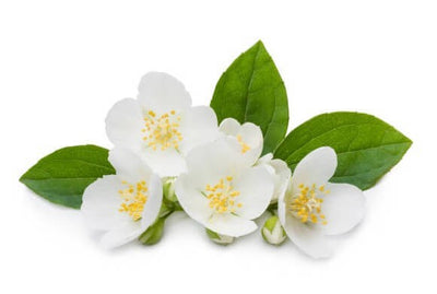 Camelia Oil