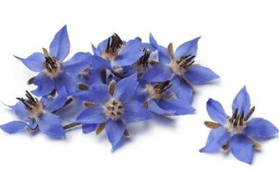 Blue Tansy Essential Oil